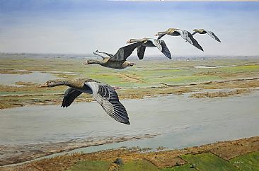 FLYING HIGH - Graylag geese by Ahsan Qureshi