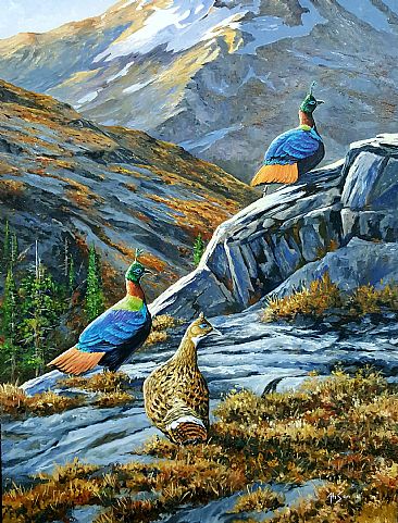 Evening accent - Himalayan Monal Pheasants by Ahsan Qureshi