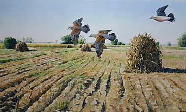 Farmland morning - Oriental turtle doves by Ahsan Qureshi