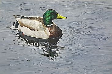 Mallard in rain - Mallard duck by Ahsan Qureshi