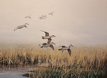 Misty marsh - Marbled teals by Ahsan Qureshi