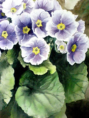 Primulas (SOLD) - Primula flowers by Ahsan Qureshi