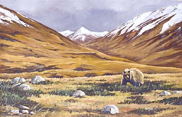 Approaching winter Daosei plains - Himalayan Brown Bear by Ahsan Qureshi