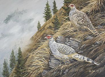 Rainy day -  Cheer pheasant pair by Ahsan Qureshi