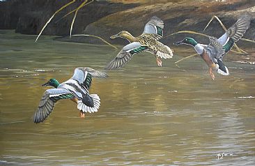 Settling in  - Northern shovelers by Ahsan Qureshi