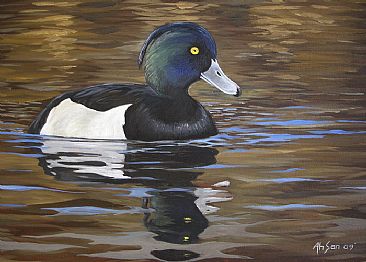 Reflections - Tufted duck (SOLD) by Ahsan Qureshi