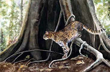 Geoffroy's cat - South American smaller wild cat by Linda DuPuis-Rosen