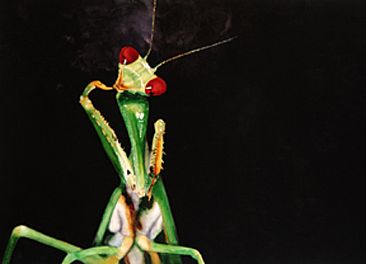 Praying Mantis - Praying Mantis of Borneo by Linda DuPuis-Rosen