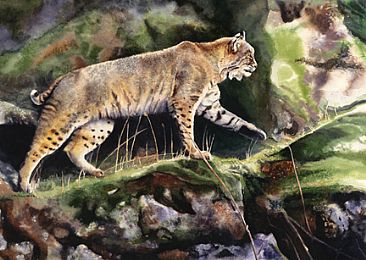 American Bobcat - watercolor by Linda DuPuis-Rosen