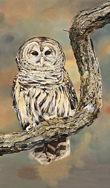  - Barred Owl by James Fiorentino