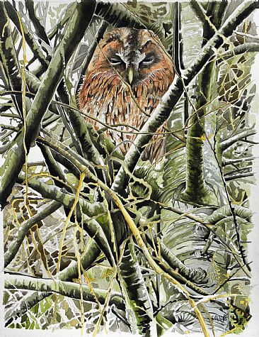 Tawny owl -  by Christian Dache