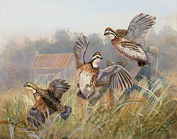 Old Home Place Quail - Flying Quail by Taylor White