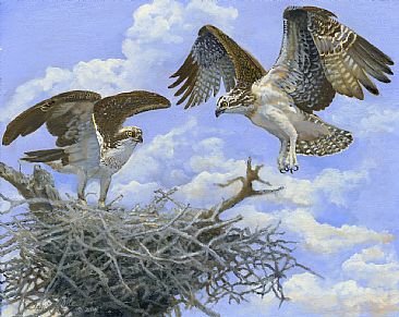 Osprey  - Osprey Pair building nest  by Taylor White