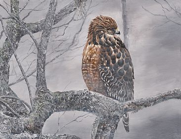 Red Shouldered Hawk - Bird of Prey by Taylor White