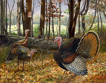 Wild Palaver - Wild Turkeys by Taylor White