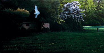 Evening Patrol - Barn Owl  by Mike Hughes