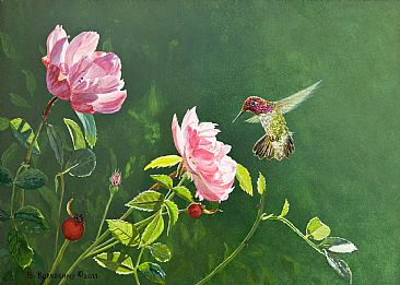 In the Pink - Rufous Hummingbird, Roses by Barbara Kopeschny