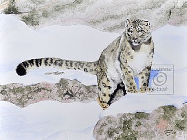 Snowleopard -  by Susanne Staaf