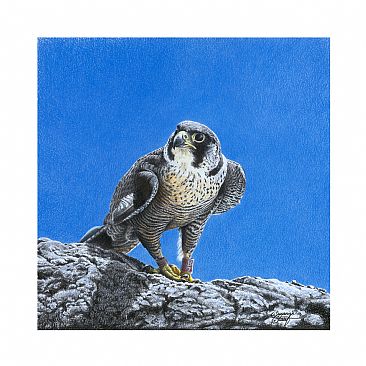 Peregrin Falcon -  by Susanne Staaf