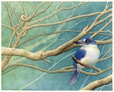 Watching and waiting SOLD - Forest kingfisher (Todiramphus macleayii) by Laura Grogan