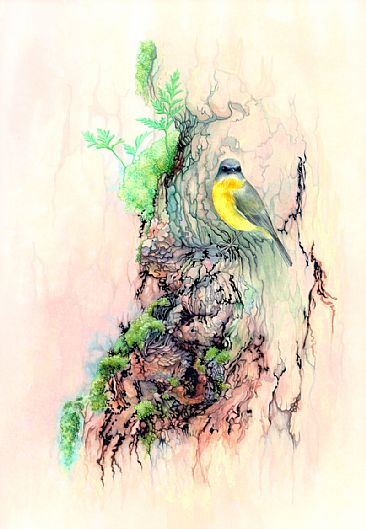 Eastern Yellow Robin - Eopsaltria australis by Laura Grogan