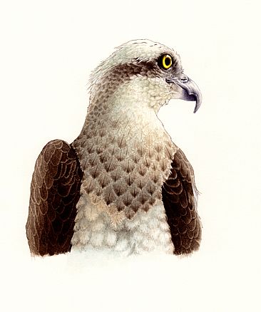 On the lookout - Osprey (Pandion haliaetus) by Laura Grogan