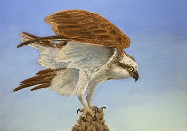 Take-off - Osprey (Pandion haliaetus) by Laura Grogan