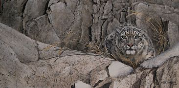 Hiding in the Himalayas - Portrait of a Snow Leopard by Rob Dreyer