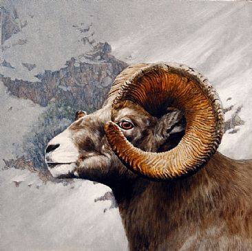 High Country Bighorn - Lifesize portrait of a Ram by Rob Dreyer