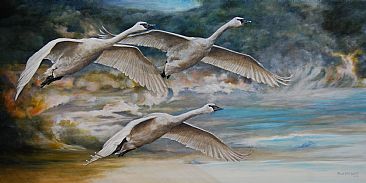 Ahead of the Storm - Trumpeter Swans in flight by Rob Dreyer