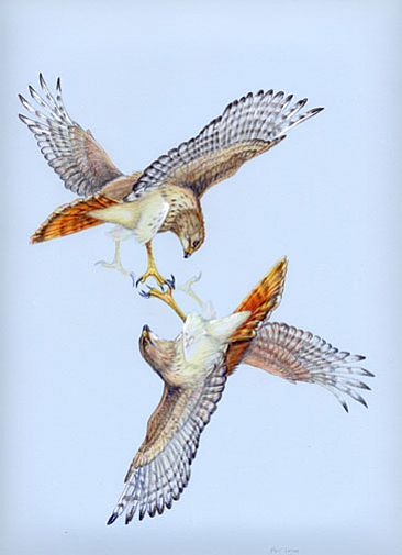 Two Red-tailed Hawks - Two Red-tailed Hawks by Pat Latas