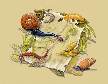 New Zealand Snails and Slugs - Invertebrates by Pat Latas