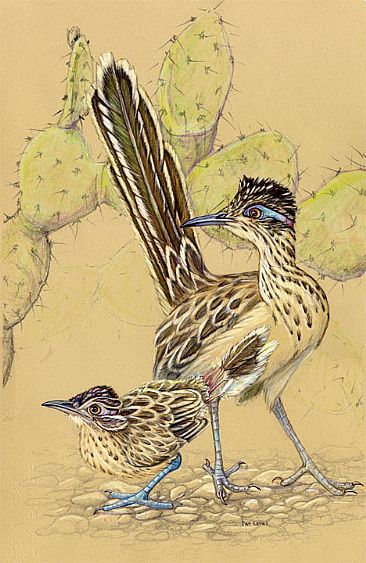 Roadrunner and offspring - Adult roadrunner and youngster in the Sonoran Desert by Pat Latas