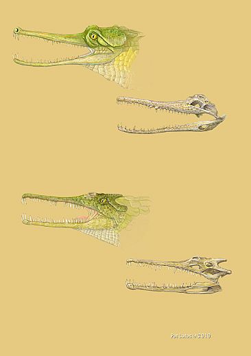 Phytosaur and Gharial Comparison - Phytosaur and Gharial skull and head comparison by Pat Latas