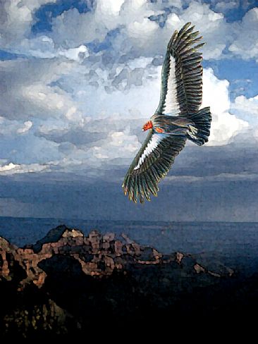California Condor over Bright Angel Point - California Condor  by Pat Latas