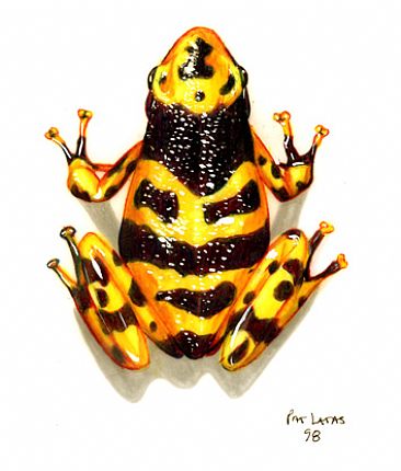 Poison Arrow Frog - Dendrobates by Pat Latas