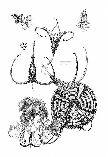 Devil's Claw - Devil's Claw botanical illustration by Pat Latas