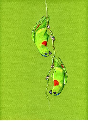 Hanging Parrots - Red-capped Hanging Parrots by Pat Latas