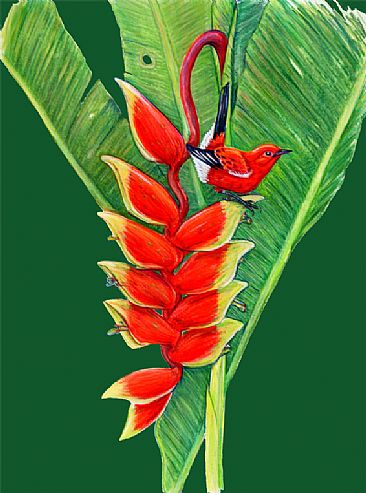 Apapane and heliconia -  by Pat Latas