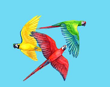 Macaw Explosion - Three Species of Macaws by Pat Latas