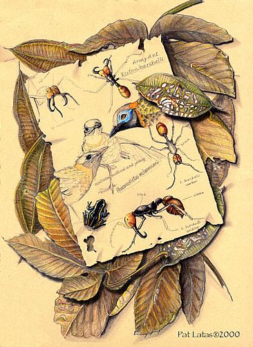 Ant Notes - Antbirds, Army Ants, poison arrow frog by Pat Latas