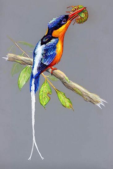 Paradise Kingfisher - Paradise Kingfisher by Pat Latas