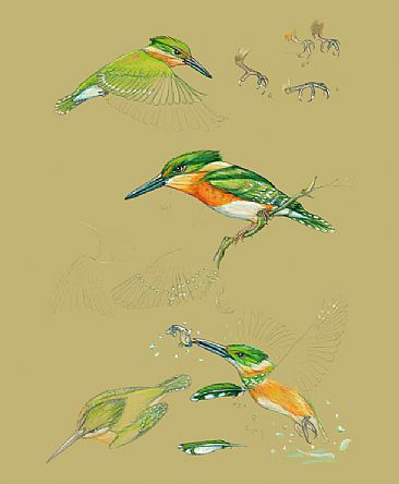 Pygmy Kingfisher Study - Pygmy Kingfisher Study by Pat Latas