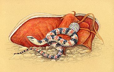 Shovelnose Snake - Shovelnose Snake and Navajo mocassin by Pat Latas