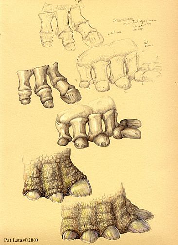 Stegosaurus foot - sketch and reconstruction of the foot of a stegasuarus by Pat Latas