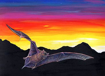 Sunset Bat - Tadarida (Mexican Free-tailed Bat) by Pat Latas