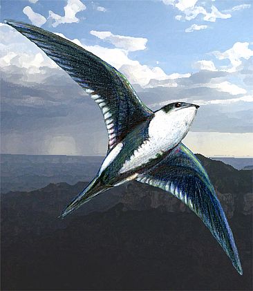 White-throated Swift - White-throated Swift by Pat Latas