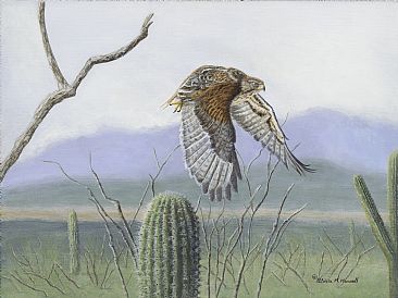 Desert Hunter - Harris Hawk flying over the Senora Desert by Patricia Mansell