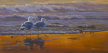 Glaucous Winged Gulls: Sunset Breeze -  by Mark Hobson