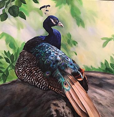 Peacock - Peafowl  Indian peacock by Cindy Billingsley